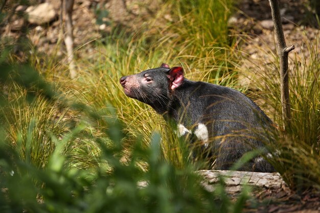 El diablo de Tasmania posa en una hermosa luz