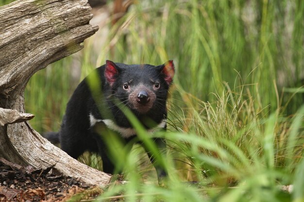 El diablo de Tasmania posa en una hermosa luz