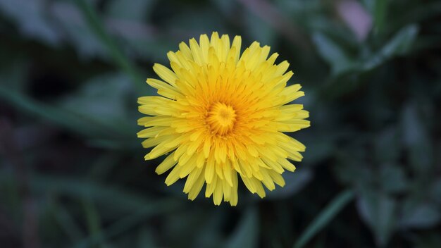 Diente de león común (Taraxacum officinale)