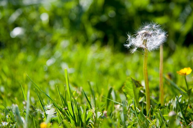 diente de león en la naturaleza