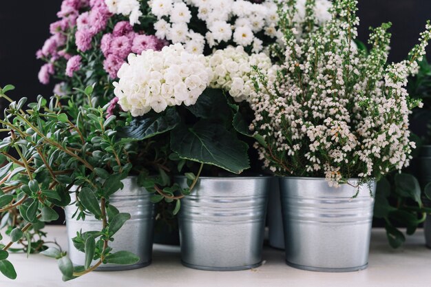 Diferentes flores en macetas hermosas frescas