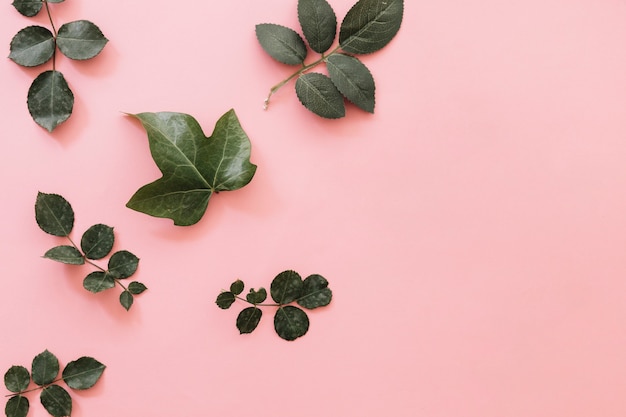 Diferentes hojas tropicales sobre fondo rosa