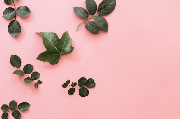 Diferentes hojas tropicales sobre fondo rosa