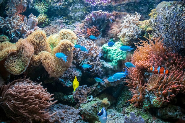 Foto gratuita diferentes peces de colores amarillo pez payaso ctenochaetus tominiensis llama pez ángel