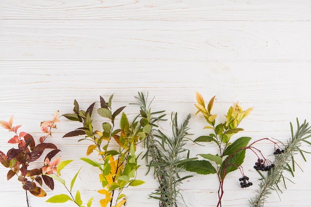 Diferentes ramas de plantas esparcidas sobre mesa.