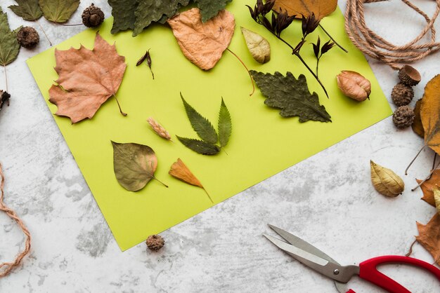 Diferentes tipos de hojas de otoño secas en papel de menta verde sobre fondo texturizado