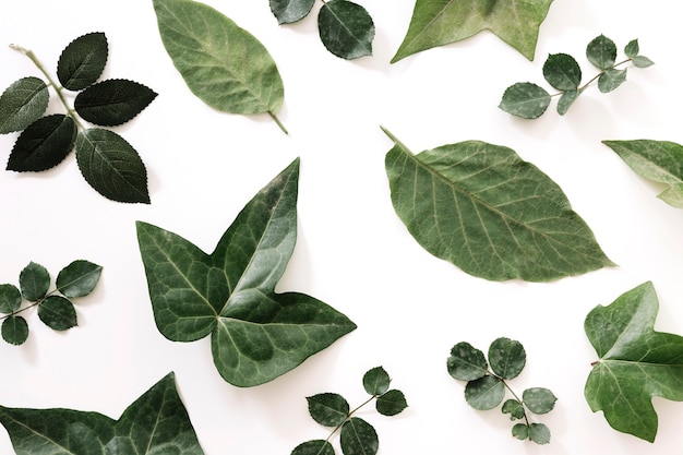 Diferentes tipos de hojas verdes aisladas sobre fondo blanco