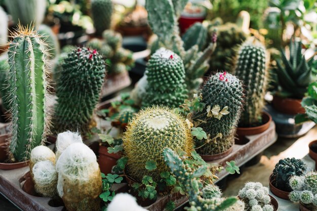 Diferentes tipos de plantas de cactus que crecen en invernadero.