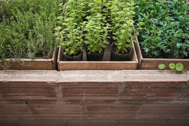 Diferentes tipos de plantas en maceta que crecen en invernadero.