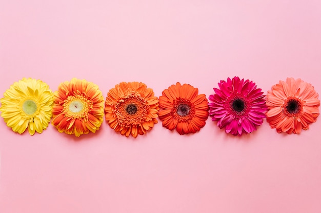 Foto gratuita diferentes tonos de flores en línea