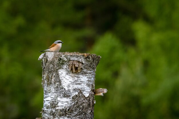 Diminuto actuación en `` The Shrike '' de espalda roja de pie sobre un árbol cortado bajo la luz del sol