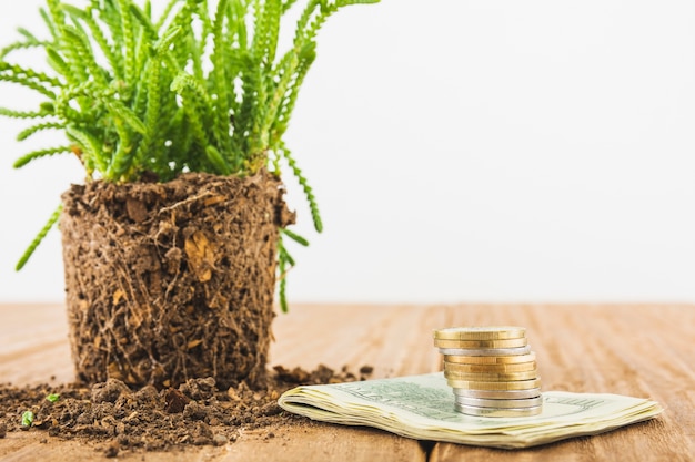 Foto gratuita dinero con la planta en la mesa