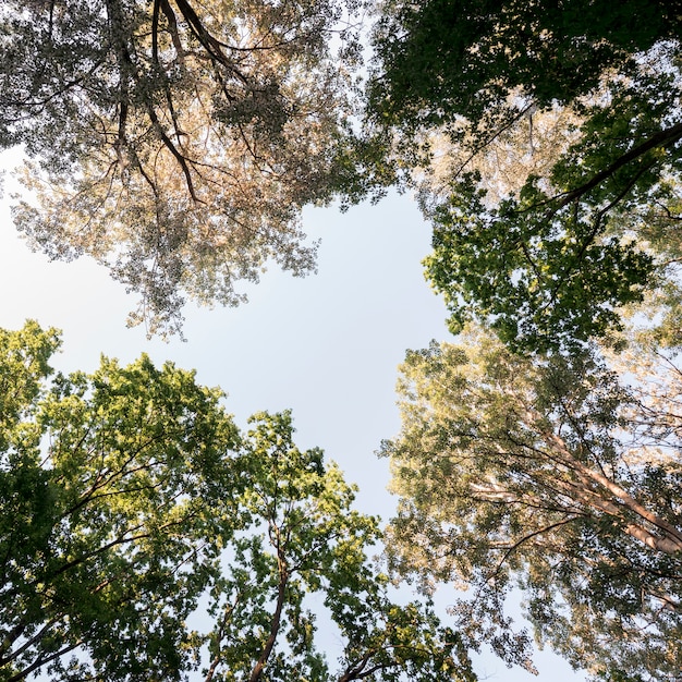 Directamente debajo de la rama de un árbol en el jardín.