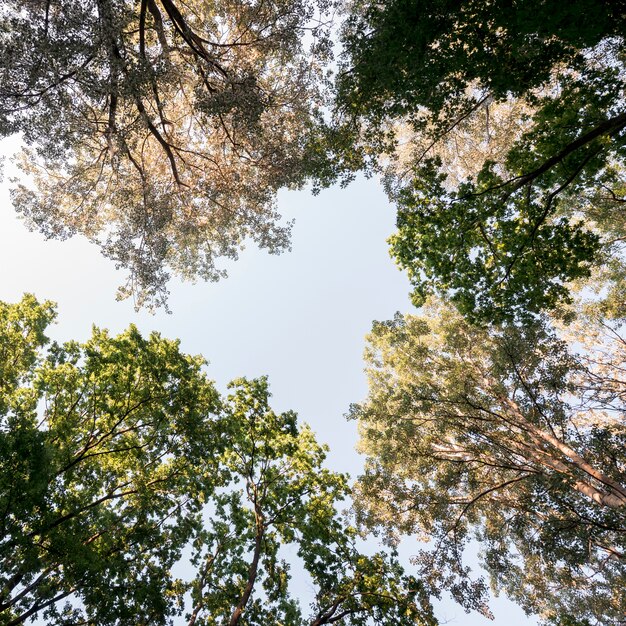 Directamente debajo de la rama de un árbol en el jardín.