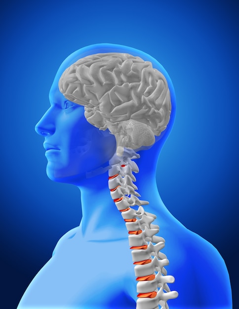 Diseño de cerebro y columna vertebral