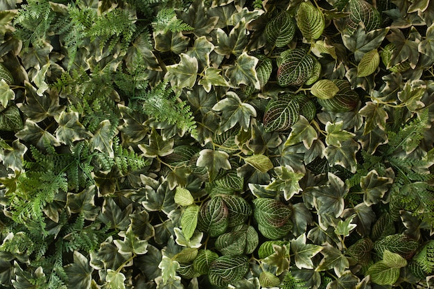 Diseño creativo de hojas verdes tropicales. Concepto de primavera de la naturaleza. Endecha plana.