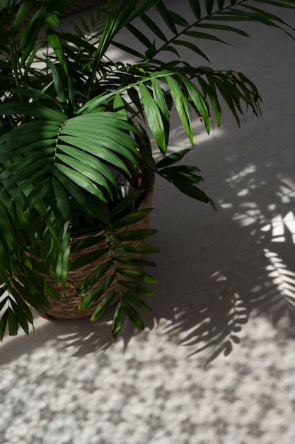 Diseño de interiores con hermosa planta de alto ángulo.