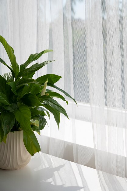 Diseño de interiores con planta junto a la ventana.