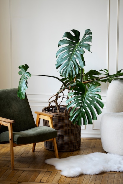 Diseño de interiores con silla y planta de monstera en maceta.