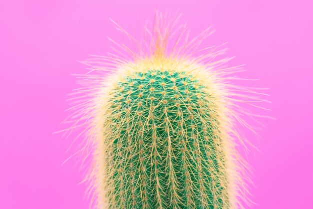 Diseño de moda de cactus