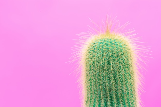 Foto gratuita diseño de moda de cactus