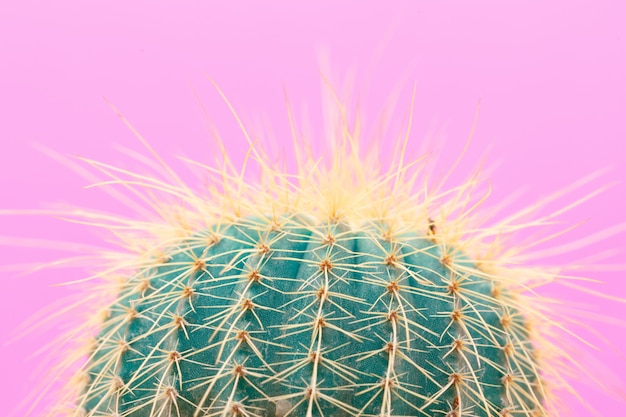 Foto gratuita diseño de moda de cactus