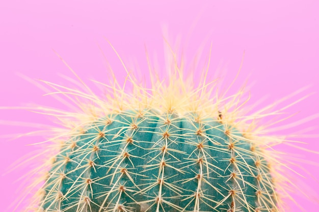 Diseño de moda de cactus