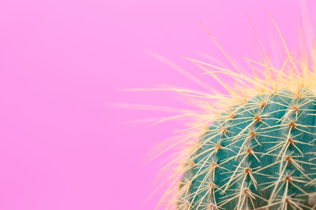 Diseño de moda de cactus