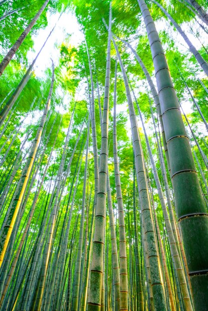 Disparar japonés belleza brillante arboleda