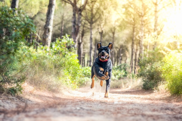 Disparo del adorable y feroz perro Rottweiler corriendo en el bosque