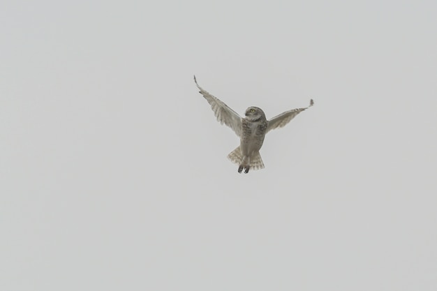 Foto gratuita disparo aislado de un búho maneuvring