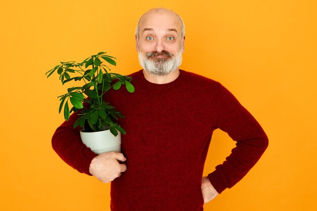 Disparo aislado de feliz atractivo anciano barbudo posando aislado sosteniendo la maceta bajo el brazo. Hermoso macho europeo de jubilación cuidando de plantas de interior.