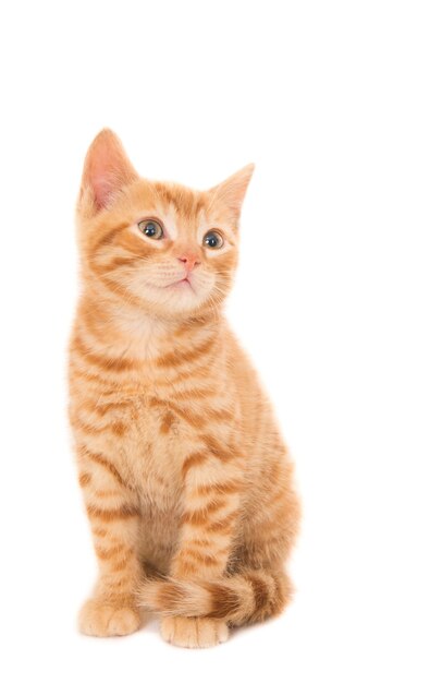 Disparo aislado de un gatito jengibre sentado frente a un blanco mirando a la derecha