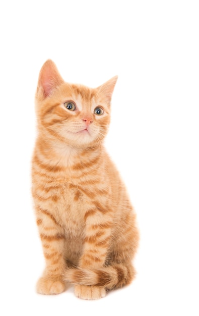 Disparo aislado de un gatito jengibre sentado frente a un blanco mirando a la derecha