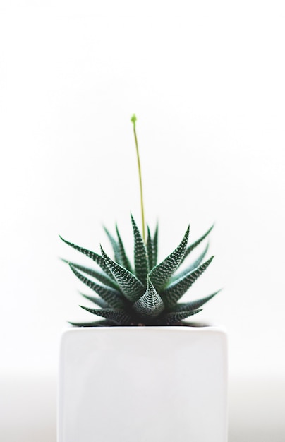 Foto gratuita disparo aislado selectivo vertical de una planta de cactus verde en una maceta blanca