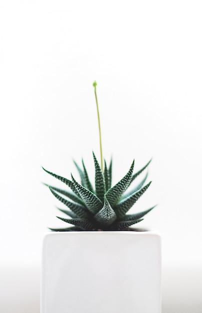 Disparo aislado selectivo vertical de una planta de cactus verde en una maceta blanca