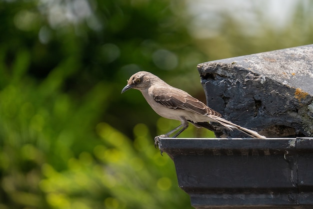 Disparo al nivel de los ojos de un pajarito marrón posado en el borde de una azotea con una superficie natural