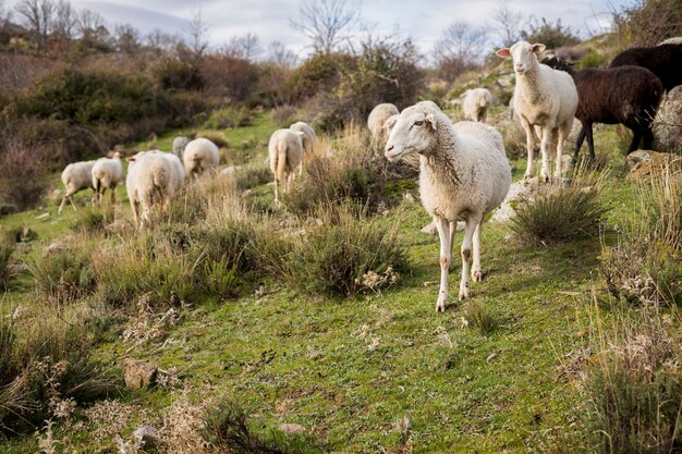 Disparo al nivel de los ojos de un rebaño de ovejas blancas y negras en un campo