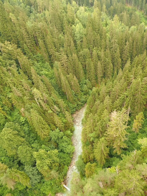 Disparo de alto ángulo de un bosque de pinos con una corriente de agua corriente