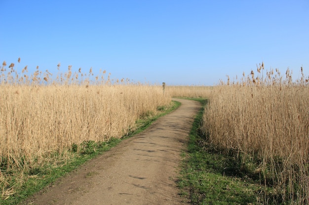 Disparo de alto ángulo de un camino en el campo de trigo con el cielo azul de fondo