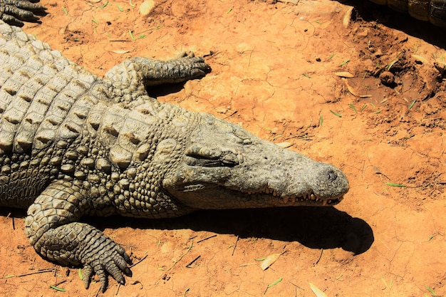 Disparo de alto ángulo de un cocodrilo del Nilo arrastrándose por el suelo bajo la luz del sol durante el día