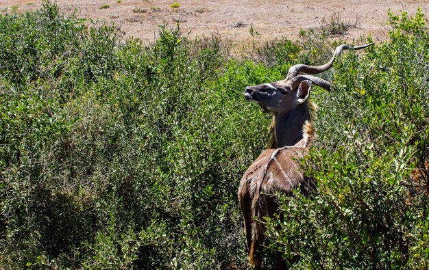 Disparo de alto ángulo de un curioso kudu mirando hacia atrás en una zona verde