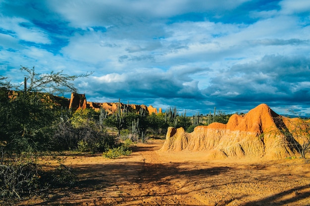 Foto gratuita disparo de alto ángulo de las exóticas plantas silvestres que crecen entre las rocas en el desierto de tatacoa, colombia