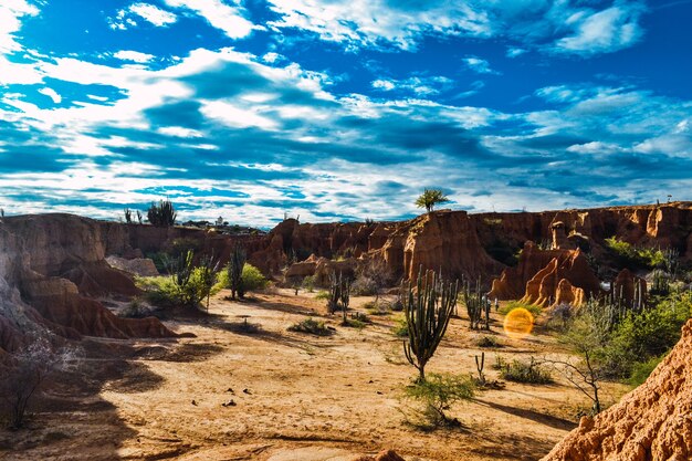 Disparo de alto ángulo de las exóticas plantas silvestres que crecen entre las rocas en el desierto de Tatacoa, Colombia