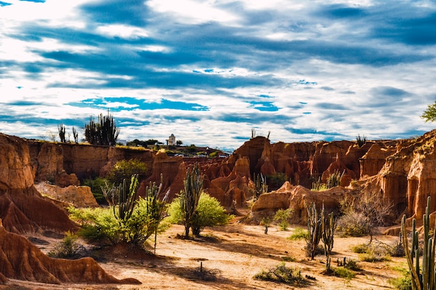 Disparo de alto ángulo de las exóticas plantas silvestres que crecen entre las rocas en el desierto de Tatacoa, Colombia