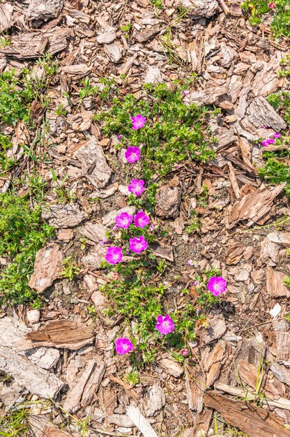 Disparo de alto ángulo de una flor que crece en el suelo