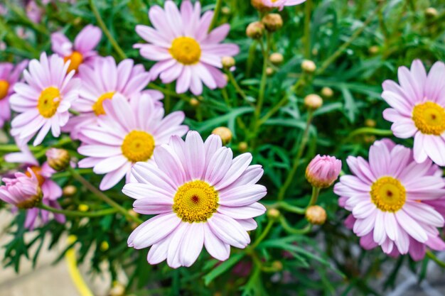 Disparo de alto ángulo de hermosas flores Marguerite Daisy capturadas en un jardín.