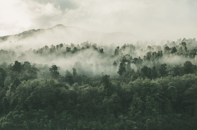 Disparo de alto ángulo de un hermoso bosque con muchos árboles verdes envueltos en niebla en Nueva Zelanda