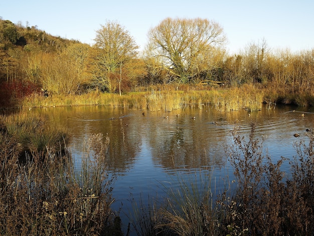 Disparo de alto ángulo de un hermoso lago rodeado de árboles en otoño