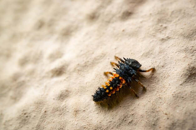 Disparo de alto ángulo de una larva de mariquita sobre un suelo arenoso